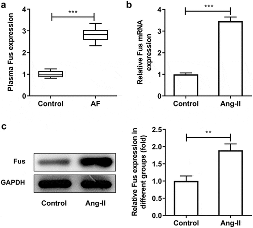 Figure 1. Fus is up-regulated in plasma of AF patients and AngII-induced cardiac fibroblasts. (a), the expression of FUS in plasma of patients with sinus rhythm (control, n = 30) and atrial fibrillation (AF, n = 30) was detected by RT-qPCR. (b and c), the mRNA (b) and protein (c) expressions of Fus in control mouse cardiac fibroblasts and cells that stimulated with 1 μM AngII for 12 h. **P < 0.01 and ***P < 0.001