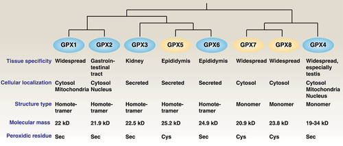 Figure 1. Differences among GPX family members. Briefly, human GPX members can be divided into groups of selenoproteins (GPX1, 2, 3, 4, and 6) and non-selenoproteins (GPX5, 7, and 8) with different subcellular locations, spatial structures, and molecular masses.