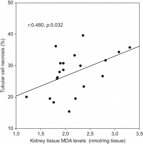 Figure 1. Scattergram showing the relation between kidney tissue MDA levels (in nmol/mg tissue) and tubular cell necrosis (in %) in patient groups (ARF and ARF-VC groups).
