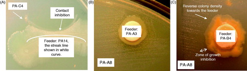 Figure 3. Patterns of growth complementation by cross feeding between prototrophic and auxotrophic Pa isolates that are isogenic or non-isogenic according to their clonality. The prototropic strains are labeled as “Feeders”. Panel (A), an example of growth inhibition between the wild-type PA14 (feeder) and an auxotrophic CF strain PA-C4. Panel (B), a characteristic growth complementation between two isogenic CF Pa strains. The radiating satellite growth of an auxotrophic PA-A8 around the feeder strain PA-A3 is continuous. Panel (C), a characteristic growth complementation between two non-isogenic CF Pa strains. The satellite growth of an auxotrophic CF strain PA-A8 around a non-isogenic feeder CF strain PA-B4 is discontinuous. A zone of growth inhibition is apparent between the auxotrophic PA-A8 and the feeder PA-B4 (Qin et al., Citation2012).