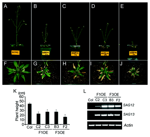 Figure 1. The phenotypes of F1OE and F3OE adult plants at 36-d old stage. F1OE (B, C) and F3OE (D, E) plants are dwarf as compared with Col controls (A). Statistical data of the plant height are shown in (K). Values are means ± SD (standard deviations), n = 20. F1OE (G, H) and F3OE (I, J) plants show early senescence as compared with Col controls (F). The senescence-related marker genes, such as SENESCENCE-ASOCIATE GENE 12 (SAG12, AT5G45890) and SAG13 (AT2G29350) were upregulated in F1OE and F3OE leaves (L). The RNA for RT-PCR was extracted from the leaves of 36-d old plants. The primers used in PCR are: SAG12-F 5′- TCATGCAAAAGAGGCACATC-3′, SAG12-R 5′- TATCCATTAAACCGCC TTCG-3′; SAG13-F 5′-CAACAATGTGGGAACGTCAA-3′, SAG13-R 5′- GCGGTGAGA CTTCATTTGCT-3′; Actin-F 5′-CACAATGTTTGGCGGGATTGGTGA-3′, Actin-R 5′-TGTACTTCCTTTCCGGTGGAGCAA-3′. The reverse transcription was performed as described.Citation23