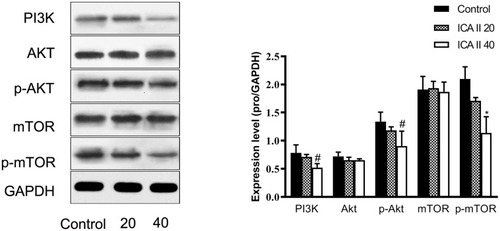 Figure 8 The impact of ICAII on the expression of proteins in the PI3K-AKT-mTOR pathway in DU145 cells. Levels of PI3K, Akt, p-Akt, mTOR, and p-mTOR in DU145 cells were quantified. *P <0.01, vs control; #P <0.05, vs control.