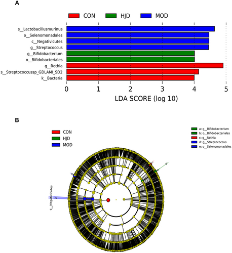 Figure 6 HJD changes the oral microbiota in T2DM rats based on the LDA Effect Size Analysis. (A) LDA scoring was calculated for taxa with differential richness of oral microbiota in each group (LDA >4); (B) Cladogram from LEfSe analysis of oral microorganism between the three groups.