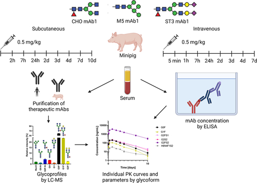 Figure 1. Overview of animal experiments and analytical workflow.
