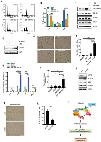 Figure 7. Reactivation of autophagy during mitosis leads to mitotic slippage and senescence.(a and b) HeLa cells (at the confluency of approximately 30%) were treated with the indicated chemicals (NOC 250 ng/mL, MLN4924 1 µM) for 18 h and subsequently subjected to FACS analysis. Representative histograms were presented for each group (a) and the percentage of cells in different phases were presented as mean ± S.D. (b). Experiments were performed in triplicate. Columns, mean; bars, ± S.D. (**, P < 0.01; ****, P < 0.0001; One way ANOVA with Dunnett’s multiple comparisons test).(c) HeLa cells were treated as in (a). The cells were lysed and subjected to western blot analysis with the indicated antibodies.(d) HeLa cells were treated as in (a). The medium was removed and the cells were cultured with fresh medium for another 24 h and harvested for western blot analysis.(e and f) HeLa cells were treated as in (a) for 16 h. The medium was removed and the cells were cultured with fresh medium for another 24 h. SA-GLB1/β-Gal activity was then analyzed with phase contrast microscopy (e). Scale bar: 25 µm. Five randomly selected areas from each slide were selected to quantify the percentage of GLB1/β-Gal-positive cells (f). All experiments were performed in triplicate. Columns, mean; bars, ± S.D. (****, P < 0.0001; One way ANOVA with Dunnett’s multiple comparisons test).(g) HeLa cells were treated as in (a) for 16 h. The medium was removed and the cells were cultured with fresh medium for another 24 h. Subsequently, the cells were harvested for RT-PCR analysis. The relative fold change of the indicated genes under the indicated treatments was plotted. The mRNA level of DMSO group was normalized as 1. All experiments were performed in triplicate. Columns, mean; bars, ± S.D. (n.s., no significance; *, P < 0.05; ***, P < 0.001; One way ANOVA with Dunnett’s multiple comparisons test).(h) HeLa cells were treated as in (a), the medium was collected for ELISA analysis. The plot shows the relative fold change of IL8 secretion. Columns, mean; bars, ± S.D. of 3 independent experiments. (**, P < 0.01; One way ANOVA with Dunnett’s multiple comparisons test).(i) HeLa cells were transfected with either control siRNA or siRNA targeting WIPI2 for 40 h. The cells were then lysed and subjected to western blot analysis with the indicated antibodies.(j and k) HeLa cells were transfected with or without siWIPI2 for 24 h. Cells were treated with nocodazole (NOC, 250 ng/mL) plus MLN4924 (1 μM) for 16 h. The medium was replaced with fresh medium for another 24 h. SA-GLB1/β-Gal activity was then analyzed with phase contrast microscopy (j). Scale bar: 25 µm. Five randomly selected areas from each slide were selected to quantify the percentage of GLB1/β-Gal positive cells (k). All experiments were performed in triplicate. Columns, mean; bars, ± S.D. (****, P < 0.0001; One way ANOVA with Dunnett’s multiple comparisons test).(l) Schematic model for CRL4s-mediated WIPI2 polyubiquitination and degradation during mitosis.