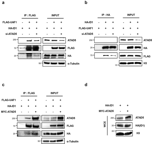 Figure 6. ATAD5 regulates interactions between UAF1 and ID1.