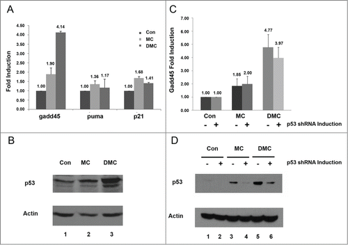 Figure 3. p53-independent activation of gadd45 by DMC. (A and B) MCF7 cells, untreated or treated with 10 μM MC or DMC for 4 hours and RNA (A) or protein (B) were extracted. The DNA damage response genes, gadd45α, puma and p21 mRNA, were analyzed by quantitative real-time reverse transcriptase-polymerase chain reaction PCR (qRT-PCR). Results were normalized to untreated samples and gapdh values. Graphs show means and standard errors of 2 independent experiments. Western blot analysis of p53 and Actin protein levels from 50 μg of whole cell lysates in response to MC or DMC treatment. (C and D) The MCF7 cell line with inducible p53.shRNA was either treated with 2 μg/ml doxycycline (DOX) for 7 d to induce shRNA expression or left without DOX treatment. Cells were then treated with 10 μM of MC or DMC for 4 hours. Gadd45α mRNA levels were analyzed by qRT-PCR. Results were normalized to untreated samples and gapdh values. Graphs show means and standard errors of 2 independent experiments. Western blot analysis shows p53 and Actin protein levels from 50 μg of whole cell lysates in response to MC or DMC treatment.