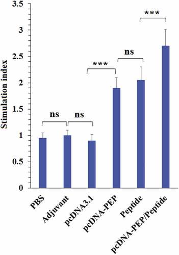 Figure 8. Proliferative responses of the isolated splenocytes of the immunized mice after re-stimulation with the peptide vaccine in vitro (***: P < .001, ns: not significant)