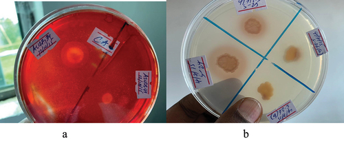 Figure 8. Lytic Enzyme Production of PGPR. (A): PGPR isolates exhibiting cellulose enzyme production show the formation of a halo zone when the media is flooded with Congo Red dye. The halo zone indicates the degradation of cellulose by the cellulose enzyme. (B): PGPR isolates displaying protease enzyme production exhibit a clear zone around the colony, indicating the proteolytic activity of the enzyme that leads to the breakdown of proteins in the surrounding area.