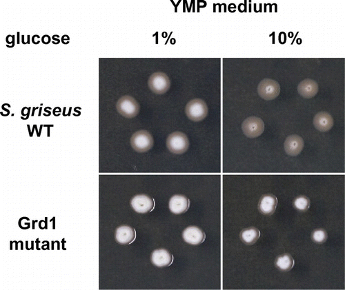 Fig. 2. Phenotype of S. griseus Grd1 mutant.