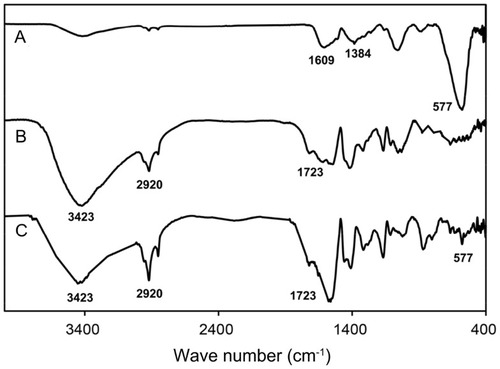 Figure 4 FT-IR spectra of FNs (A), BMs (B) and FNMs (C).Abbreviations: FT-IR, Fourier transform infrared; FNs, magnetic ferrite nanoclusters; BMs, blank polymer microspheres; FNMs, magnetic polymer microspheres.