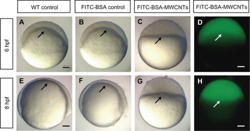 Figure 2 (A–H) Embryos loaded with short-length BSA-MWCNTs (MWCNTs-48 h) unable to initiate epiboly (n = 300). Light microscope images of wild-type control embryos at 6 hpf (A) and 8 hpf (E). Light microscope images of embryos loaded with FITC-BSA (BSA equivalent weight) at 6 hpf (B) and 8 hpf (F). Light microscope images of embryos loaded with 2 ng of FITC-BSA-MWCNTs at 6 hpf (C) and 8 hpf (G). Fluorescent microscope images of embryos loaded with 2 ng of FITC-BSA-MWCNTs (MWCNTs-48 h) at 6 hpf (D) and 8 hpf (H).Note: Scale bar, 250 μm.Abbreviations: FITC-BSA-MWCNT, fluorescein isothiocyanate-labeled bovine serum albumin-functionalized multiwalled carbon nanotube; hpf, hours postfertilization; WT, wild type.