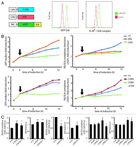 Figure 5. Autophagy targeted DRiPs can be re-targeted to the proteasome upon autophagy inhibition, increasing MHCI presentation. HSPA8, BAG-3 and BAG-6 are important for GFP DRiPs processing. (A) iHela model cell line: schematic representation of the constitutive expression cassettes for H-2Kb and rtTA, and the inducible model antigen expression cassette, consisting of the TRE promoter and eGFP-SL8 (left). FACS analysis of GFP-SL8 expression and SL8 presentation on H-2Kb (25D1.16) in iHeLa cells upon doxycycline treatment for 16 h (right). (B) iHeLa cells were induced with doxycycline for 6 h and treated (arrow) with MG132 or cycloheximide (CHX), and analyzed for GFP-SL8 expression (left) and Kb/SL8 complexes appearance with the 25-D1.16 antibody staining (right) at the indicated time. (C) iHeLa cells were induced for 6 h, treated with 3-MA alone or in combination with CHX (arrow), and analyzed for GFP-SL8 expression (left) and Kb/SL8 complexes appearance with the 25-D1.16 antibody staining (right) at the indicated time. In (B and C), representative result from at least four independent experiments is shown. (D) iHeLa cells were transfected either with control siRNA (si co), or siRNAs directed against Atg5 (siATG5) or Beclin 1 (siBeclin 1). Forty-eight hours after transfection of indicated siRNA, cells were induced for 16 h and analyzed Kb/SL8 surface appearance (left) and for GFP-SL8 expression (right). Mean ± SEM from at least four independent experiments are shown, p values (Student’s t-test) were **p < 0.001, *p < 0.03. (E) iHeLa cells were transfected either with control siRNA (si co) or siRNAs directed against HSPA8 (HSPA8). Forty-eight hours after transfection, cells were induced for 16 h and analyzed Kb/SL8 surface appearance (left) and for GFP-SL8 expression (right). Mean ± SEM from at least four independent experiments are shown, p values (Student’s t-test) were *p < 0.03. (F) iHeLa cells were transfected either with control siRNA (si co), or siRNAs directed against CHIP (siCHIP), BAG-1 (siBAG-1), BAG-3 (siBAG-3) or BAG-6 (siBAG-6). Forty-eight hours after transfection of indicated siRNA, cells were induced for 16 h and analyzed Kb/SL8 surface appearance (left) and for GFP-SL8 expression (right). Mean ± SEM from at least four independent experiments are shown, p values (Student’s t-test) were *p < 0.03.