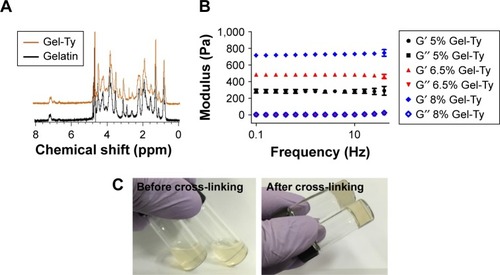 Figure 6 Characterization of Gel-Ty hydrogels.Notes: 1H NMR spectrum of the gelatin and Gel-Ty (A). Image of 5% Gel-Ty solution, and cross-linked Gel-Ty hydrogel after addition of HRP and H2O2 (B). Frequency dependence of storage modulus (G′) and loss modulus (G″) for various concentrations of Gel-Ty (C). Results are means ± SD of triplicate experiments.Abbreviations: Gel-Ty, gelatin–tyramine; 1H NMR, proton nuclear magnetic resonance; HRP, horseradish peroxidase; H2O2, hydrogen peroxide; ppm, parts per million.