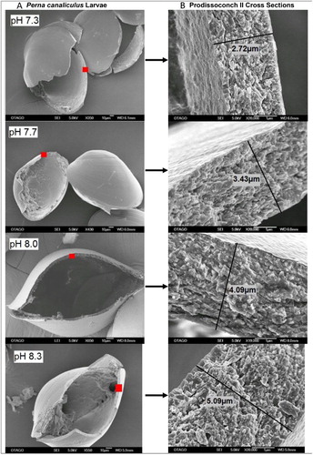 Figure 7. Representative SEM micrograph images showing Prodissoconch II shell structure and thickness in 13-day-old P. canaliculus larvae reared under extreme OA (pH 7.3), moderate OA (pH 7.7) and ambient seawater (pH 8.0, 8.3). Red squares indicate the areas on the shell where the corresponding cross sections are located; the shells showed consistent thickness and microstructure across the umbo region (reproduced with permission from Ericson Citation2010).