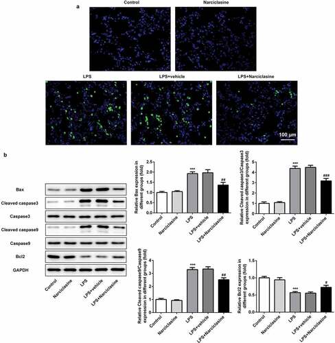 Figure 4. Effects of narciclasine on cell apoptosis in lung tissue of neonatal ALI rats. (a) Cell apoptosis in lung tissues was analyzed by TUNEL assay (scale bars = 100 μm). (b) Expression levels of proteins related to apoptosis, including Bcl2, Bax, Cleaved-caspase3, caspase3, Cleaved-caspase9, and caspase9, were determined by Western blot. Data are presented as the mean ± standard deviation (n = 5). ***P < 0.001 vs. Control; #P < 0.05, ##P < 0.01, ###P < 0.001 vs. LPS.