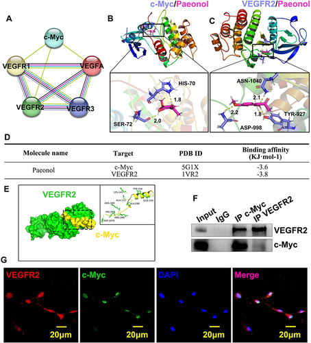 Figure 6 Paeonol induces reendothelialization by regulating interaction between c-Myc and VEGFR2 after vascular injury. (A) The interactions among c-Myc, VEGFA and VEGFR family were analysed by String Database. Nodes represent proteins while edges represent interaction. (B and C) Molecular docking simulation performed to evaluate interaction between Paeonol with c-Myc protein and VEGFR2 protein. (D) Binding affinity of Paeonol to protein c-Myc and VEGFR2 was analyzed. (E) The complex of VEGFR2 and c-Myc docking processed by ZDOCK. VEGFR2 is shown in green, c-Myc in red. (F) CO-IP was performed to evaluate the interaction between c-Myc and VEGFR2. (G) IF staining performed in HUVECs to exhibit co-localization of c-Myc and VEGFR2 (Scale bar: 20 μm).