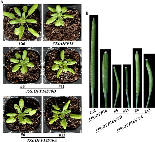 Figure 7. Phenotypes of transgenic plants overexpressing phosphorylation sites substituted OFP18. (A) Morphology of the Col wild type, 35S:OFP18, 35S:OFP18S70D and 35S:OFP18S70A transgenic plants. All the plants were grown side by side in soil pots. Plants ∼4-week-old were photographed by using a digital camera. (B) The fourth silique from the main inflorescence of the Col wild type, 35S:OFP18, 35S:OFP18S70D and 35S:OFP18S70A transgenic plants. All the plants were grown side by side in soil pots, the morphology of siliques in ∼7-week-old plants was observed and photographed by using a digital camera.