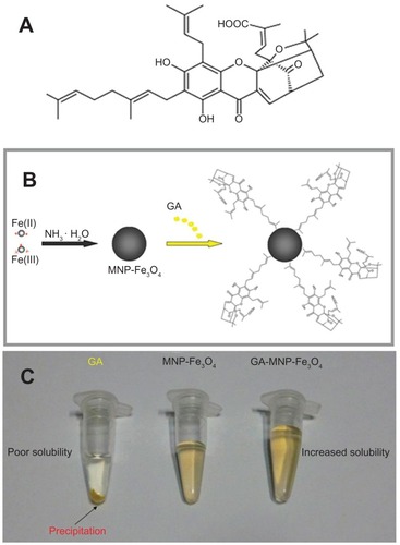 Figure 2 Chemical structure of GA (A), schematic representation (B), and photographic image (C) of the GA-loaded MNP-Fe3O4 drug delivery system.Abbreviations: GA, gambogic acid; MNP-Fe3O4, magnetic Fe3O4 nanoparticles.