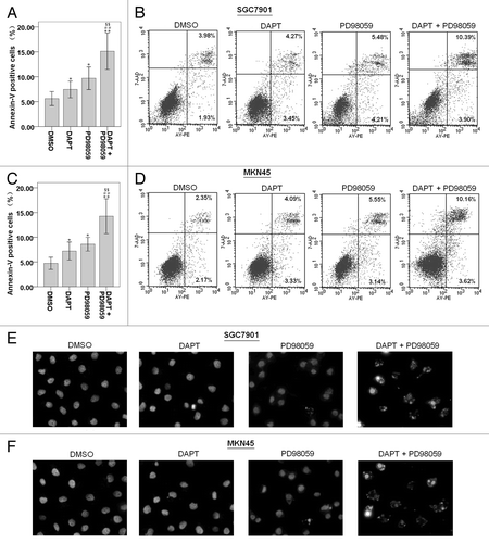 Figure 4. Effects of DAPT and/or PD98059 on apoptosis of SGC7901 and MKN45 cells. After cultured with DAPT (10 μM) and/or PD98059 (10 μM) for 24 h, cells were stained with Annexin V-PE/ 7-AAD and analyzed by flow cytometry. Lower left quadrants, viable cells. The numerical results represent the mean of triplicate plates (A and C) and a representative experiment is shown (B and D). Data represent the mean ± SE of three independent experiments and each experiment was performed in triplicate (*P < 0.05, **P < 0.01 vs. DMSO control cells; #P < 0.05, ##P < 0.01 vs. DAPT alone; $P < 0.05, $$P < 0.01 vs. PD98059 alone). Cells were treated with the appropriate drug combinations for 24 h, stained with DAPI and photographed (E and F).