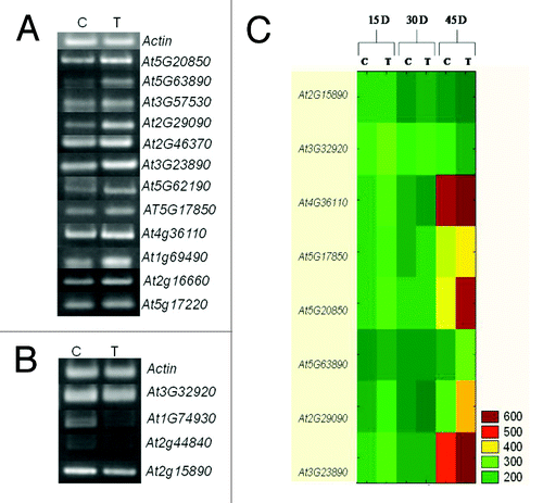 Figure 4. Semiquantitative RT-PCR analysis of genes showing significant differential expression. Increased (A) and decreased (B) expression in Arabidopsis thaliana plants colonized by Pseudomonas putida MTCC5279 after 6 weeks. (C) Relative expression of selected genes at different time intervals.