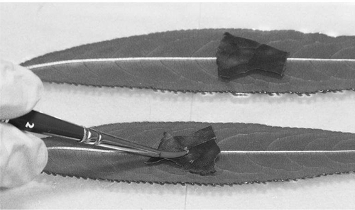 Fig. 1 Addition of aphids to PPV-infected plum leaves positioned over detached peach leaves on a gel bed. Peach leaves were incubated 2 weeks in a containment room before being tested by DRT-PCR for PPV infection.