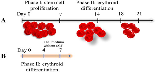 Figure 4. (A)The culture process of CD34+ cells. (B) The erythroid differentiation process of HUDEP-2 cells.