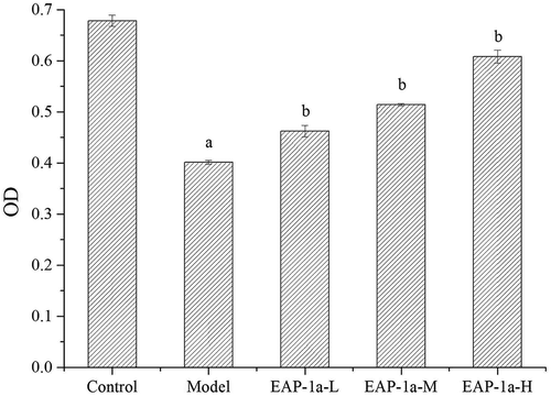 Figure 6. Effects of EAP-1a on phagocytosis of macrophage. Note: ap < 0.05 when compared with control; bp < 0.05 when compared with model.Figura 6. Efectos de la EAP-1a en la fagocitosis del macrófago. Nota: ap < 0.05 comparado con el control; bp < 0.05 comparado con el modelo.