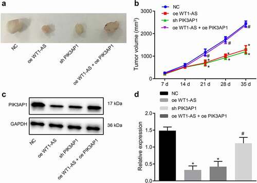 Figure 6. LncRNA WT1-AS suppressed cervical cancer development in vivo. a, Representative images of xenograft tumors in mice implanted with cells transfected with NC, oe-WT1-AS, h-PIK3AP1 or co-transfected with oe-WT1-AS and oe-PIK3AP1; b, The volume change of tumor in mice transfected with NC, oe-WT1-AS, sh-PIK3AP1 or co-transfected with oe-WT1-AS and oe-PIK3AP1; c-d, The expression of PIK3AP1 protein in mice transfected with NC, oe-WT1-AS, sh-PIK3AP1 or co-transfected with oe-WT1-AS and oe-PIK3AP1; * p < 0.05 compared with that treated with NC, # p < 0.05 compared with that treated with oe-WT1-AS. n = 10. The above results are all measurement data, expressed as mean ± standard derivation. The data comparison between multiple groups is performed by one-way ANOVA with Tukey’s post hoc test; the data comparison among groups at different time points is performed by repeated measurement ANOVA with Bonferroni’s post hoc test. ANOVA, analysis of variance; N, number of samples