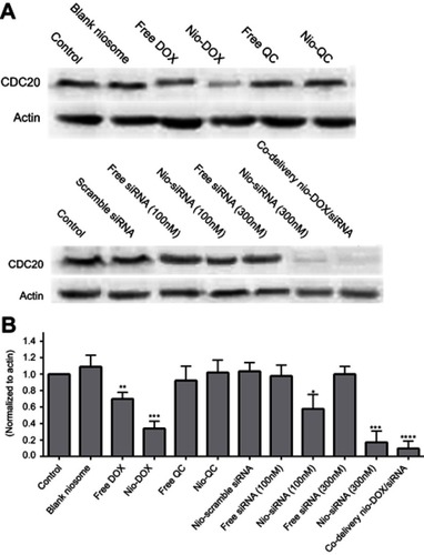 Figure 6 Silencing of CDC20 expression by different niosomes. (A) Western blot analysis of CDC20 protein level. (B) Relative values for CDC20 vs actin in A. Abbreviations: CDC20, cell division cycle 20; Nio, niosomal; DOX, doxorubicin; QC, quercetin.