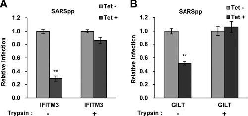 Figure 7. Trypsin treatment bypasses GILT restriction of entry mediated by SARS-CoV S protein. FLIP-IN T Rex 293 cells inducibly expressing IFITM3 (A) or GILT (B) proteins were left untreated or treated with tet for 24 h to induce the IFITM3 or GILT expression. Cells were then incubated with SARSpp at 4°C for 30 min and subsequently treated with TPCK-treated trypsin (5 mg/ml) or DMEM at 37°C for 15 min. The infected cells were maintained in complete DMEM and pseudovirus infection was determined by luciferase assay at 48 hpi. Relative infection represents the ratio of luciferase activity in cells treated with tetracycline over that in cells untreated with tetracycline. Results are the means ± SD of three independent experiments. Both IFITM and both GILT proteins significantly (**p < 0.001) inhibited infection by SARSpp.