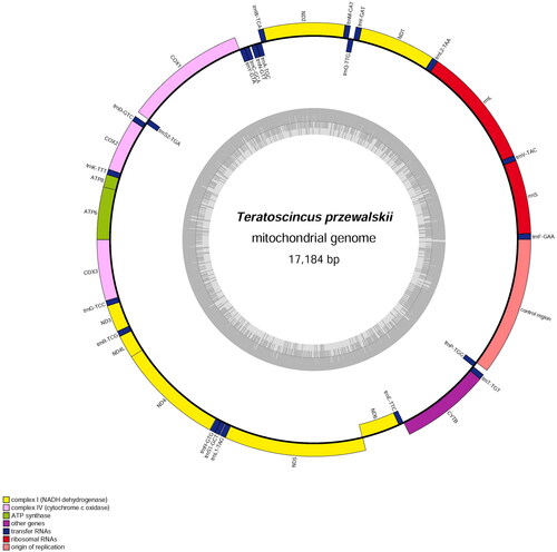 Figure 2. Mitochondrial genome map of T. przewalskii LXJ0416.