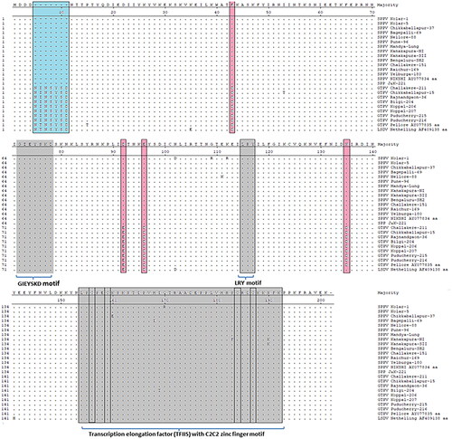 Figure 4. Multiple sequence alignment based on RPO30 protein sequences: the multiple RPO30 protein sequences of Indian SPPV and GTPV isolates were aligned along with selected motifs and their amino acid deletion and variation as indicated by blue- and pink-colored shades, respectively. The conserved motifs and regions are depicted in the alignment.