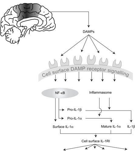 Figure 1 The development of inflammation in acute cerebrovascular disease.Notes: Cell death as a result of acute cerebrovascular disease results in the generation of numerous damage associated molecular patterns (DAMPs) that act on pattern recognition receptors on immune cells to initiate and shape the inflammatory response. DAMPs stimulate “priming,” resulting in increased expression of interleukin (IL)-1, and also stimulate inflammasome assembly, activation of caspase-1, and of other proteases capable of processing and activating IL-1. IL-1 (both IL-1 α and IL-1 β) is released and can then stimulate the type I IL-1 receptor on responsive cells to trigger inflammatory signaling pathways with pleiotropic effects.Abbreviations: DAMPs, damage associated molecular patterns; NF-κB, nuclear factor-κB; IL, interleukin; IL-1R1, type I IL-1 receptor.