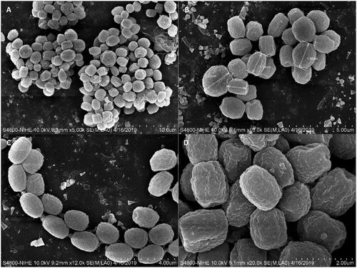 Figure 4. (A–D) Conidial morphology of Penicillium vietnamense (VTCC 930029 = DW14M) using scanning electron microscopy. Scale bar = 10 μm in (A). Scale bar = 5 μm in (B). Scale bar = 4 μm in (C). Scale bar = 2 μm in (D).