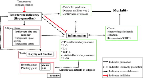 Figure 1. Interactions between testosterone and inflammation.
