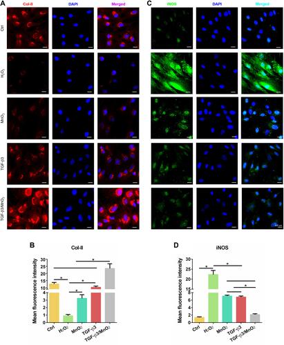 Figure 7 Immunofluorescent analysis of Col-II and iNOS expression in NPCs. Representative images of the immunofluorescence of Col-II (A) with semi-quantitative analysis (B) and iNOS (C) with semi-quantitative analysis (D) in the NPCs of the Ctrl, H2O2, MnO2, TGF-β3, and TGF-β3/MnO2 groups, respectively. Red, green and blue colors indicate Col-II protein, iNOS protein and DAPI fluorescence, respectively. *, p<0.05.