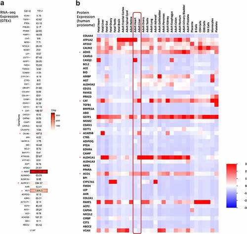 Figure 6. Expression pattern in different tissue of 64 shared genes. (a) MRNA expression heat map for the list of the 64 shared genes in liver. Expressive data was extracted from The GTEx Consortium. (b) Protein expression heat map for the list of the 64 shared genes in different tissues. Expressive data was extracted from UniProt database by FunRich tool
