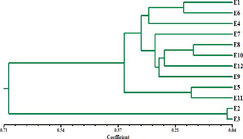 Figure 4. Dendrogram analysis among the 12 Enterococcus isolates based on the 7 repetitive sequence primers.