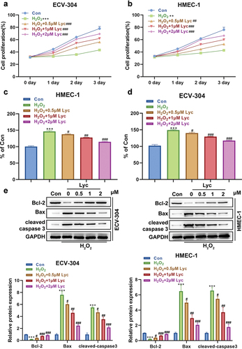 Figure 1. Lycopene attenuates endothelial cell injury induced by H2O2.