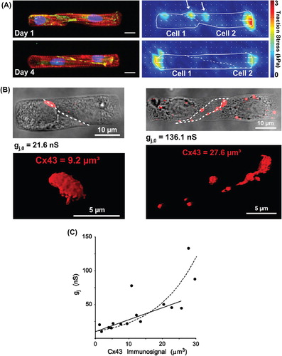 Figure 1. Engineering cardiac cell pairs and the intercellular junction. Panel A: Pairs of neonatal rat ventricular myocytes cultured on micropatterned fibronectin islands on polyacrylamide gels were used to study force transmission at the intercalated disc (ID). After one day of culture, myocytes expressed cell–cell junction proteins (i), but were not fully mechanically coupled, as evidenced by traction stresses generated against the extracellular matrix near the cell–cell interface (ii). After four days of culture (iii), myocytes generated insignificant amounts of traction stresses near the cell–cell interface (iv), indicating more complete mechanical coupling at the ID. i, iii: red: actin, blue: nuclei, green: β-catenin. Bars = 10 μm. Panel B: Pairs of neonatal rat ventricular myocytes cultured on micropatterned fibronectin islands were used to study electrical cell–cell coupling at the ID. Dual voltage clamp measurements paired with quantitative immunofluorescence revealed that pairs with lower length to width aspect ratios (i) had lower intercellular conductance values and less Cx43 immunosignal at the cell–cell interface compared to pairs with higher length to width aspect ratios (ii). Volumetry of Cx43 immunosignals was performed from stacks of high-resolution confocal slices after wide-field deconvolution. Panel C: Relationship between Cx43 immunosignal and intercellular conductance. The intersection with the y axis shows a lower limit for immunosignal detection at low levels of intercellular conductance (approximately 10 nS). Modified from references CitationWeber GF, et al. (2011).and CitationMatsushita T, et al. (1999).