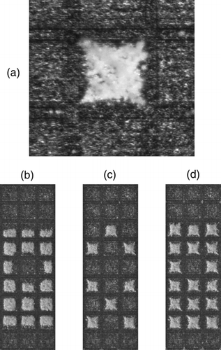 FIG. 13 Deposition on a chip (mean particle diameter 2.3 μm) exhibiting the effect described in the simulations in Figure 11; (a) single pixel with the pincushion effect visible; (b) in dependence of the voltage of directly surrounding pixels, particles either tend to be deposited in the center or on the side of the pixel; to guarantee isotropic central coverage of pixels, the same deposition pattern is produced by two consecutive deposition steps (c) and (d).