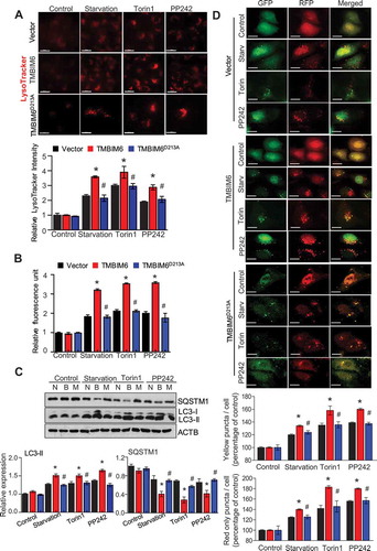 Figure 6. TMBIM6 enhances autophagy flux. (A) Lysosomal staining was performed with 100 nM LysoTracker for 30 min. Vector, TMBIM6, and TMBIM6D213A/HT1080 cells were starved or treated with torin1 or PP242 for 3 h. The data are represented as the mean ± SEM from n = 3 independent experiments (bottom). Scale bar, 25 µm. (B) Autophagic flux was determined using cyto-ID under microplate reader. (C) Immunoblotting of cell lysates against LC3B and SQSTM1 was performed and quantified (bottom). N, vector; B, TMBIM6; M, TMBIM6D213A. (D) RFP-GFP-LC3 puncta formation was analyzed in vector, TMBIM6, and TMBIM6D213A/HT1080 cells under starvation or torin or PP242-treatment for 3 h. The yellow puncta (autophagosome) and red puncta (autolysosome) formation were quantified (bottom). Scale bar: 15 μm. The data are represented as the mean ± SEM from n = 3 independent experiments. Asterisks indicate signiﬁcant differences from the vector treatment. Hash indicates significant differences between TMBIM6 and TMBIM6D213A