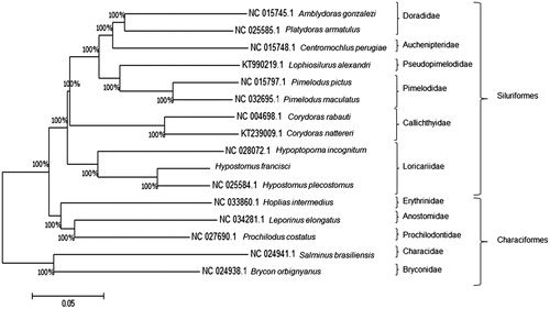 Figure 1. Tree of similarity of mitochondrial DNA (mtDNA) sequences. Comparison of the mitogenomes of ten species of the Order Siluriformes: Hypostomus Plecostomus (NC_025584.1), Hypoptopoma incognitum (NC_028072.1), Amblydoras gonzalezi (NC_015745.1), Platydoras armatulus (NC_025585.1), Centromochlus perugiae (NC_015748.1), Corydoras rabauti (NC_004698.1), Corydoras nattereri (KT239009.1), Pimelodus pictus (NC_015797.1), Pimelodus maculatus (NC_032695.1), and Lophiosilurus alexandri (KT990219.1); and five species of the Order Characiformes: Hoplias intermedius (NC_033860.1), Salminus brasiliensis (NC_024941.1), Leporinus elongatus (NC_034281.1), Brycon orgignyanus (NC_024938.1), and Prochilodus costatus (NC_027690.1). Characiform species were used as the outgroup. The consensus tree was constructed using the Kimura-2 parameter model (Kimura Citation1980) and 1000 bootstrap. The D-loop region was excluded from this analysis due to its high variability (Gonder et al. Citation2007). Hypostomus francisci grouped with H. plecostomus, and together they formed a sister group of H. incognitum, thus maintaining the Family Loricariidae as a single clade. Percentage support values for each group are indicated on the branches.