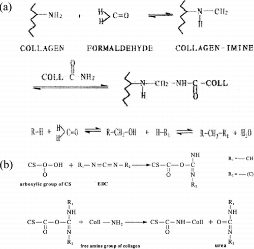 Figure 7. (a) Reaction mechanism of formaldehyde crosslinking the collagen. (b) Reaction mechanism of EDC crosslinking the collagen and EDC.