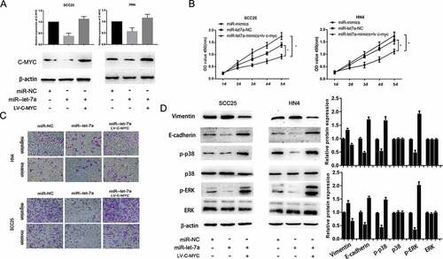 Figure 5. Overexpression of miR-let-7a inhibits proliferation, migration and invasion and regulates MAPK/ERK signaling pathway by targeting c-Myc. (a) qRT-PCR and Western blot analysis showed that over expression of miR-let-7a reduced the c-Myc RNA and protein expression, while co-transfection of c-Myc overexpression plasmids could recover the c-Myc RNA and protein expression. (b, c) Co-transfection of c-Myc plasmid reverted the suppressive effects of miR-let-7a overexpression on the proliferation, migration and invasion. (d) The expression of MAPK/ERK signaling was evaluated by western blot, miR-let-7a overexpression could notably down-regulate the expression of phosphorylated p38 and ERK, while the total amount of p38 and ERK showed no differences. Overexpressed c-Myc could partially counteracted the change of the expression of phosphorylated p38 and ERK. All assays in this part were performed in triplicates.