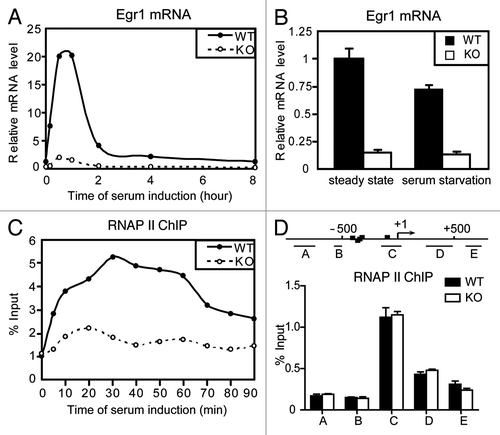 Figure 1.Med23 modulates Egr1 basal transcription in vivo without changing RNAP II recruitment. (A) Time-course analysis of Egr1 expression after serum addition to serum-starved WT and KO ES cells. The expression was normalized to EF2 mRNAs, and the normalized value in serum-starved WT cells at time 0 was defined as 1. (B) Real-time PCR analysis of the Egr1 expression at steady-state and under serum starvation. The expression was normalized to EF2 mRNA expression, and the normalized value in WT cells at steady-state was defined as 1. In this and subsequent figures, results are expressed as the mean ± s.d. of n = 3 independent experiments. (C) Time-course ChIP analysis of RNAP II binding to the Egr1 promoter after serum addition. Values from real-time PCR were normalized to the percentage of input chromatin. (D) ChIP analysis of RNAP II binding to the Egr1 gene using primers for the indicated fragments. The scale is in base pairs.