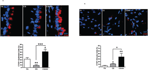 Figure 3. Influenza virus infection induces CTGF expression in lung epithelial cells of mice exposed to cigarette smoke. (A) Analysis of CTGF expression in airway epithelium of mice exposed to CS and IAV infection. Representative micrographs showing CTGF-immunopositive cells (red) in airway tissues from mice exposed to CS and IAV infection compared with CS and mock infection. Nuclei were counterstained with DAPI (blue) (scale bar, 10 μM). Lower panel shows quantitative analysis of CTGF-positive cells in the two groups of mice (***p < 0.001). (B) Analysis of CTGF expression in alveolar cells of mice exposed to CS and IAV infection. Representative micrographs showing CTGF-immunopositive cells (red) in alveolar cells from mice exposed to CS + IAV or CS + mock infection. Nuclei were counterstained with DAPI (blue) (scale bar, 10 μM). Left panel shows quantitative analysis of CTGF-positive cells in the two groups of mice (*p < 0.05).