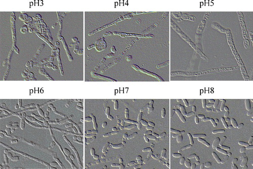 Figure 5. The cell morphology of T. cutaneum B3 cultivated on YEPD medium of different pH. The cells were photographed at 1000× magnifications after 72 h growth on the medium and the inoculum was 100% yeast-like cells.
