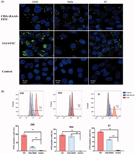 Figure 3. Cellular uptake effectiveness of CD2v RAAS-FITC and TAT-FITC in different cells. (A) CHO, Hela, and ST cells were incubated with 50 μM CD2v RAAS–FITC (upper row) or 50 μM TAT–FITC (middle row) for 1 h and observed with confocal laser scanning microscopy. The control test with cell culture medium only was used as a treatment control (bottom row). The nucleus was stained with Hoechst (blue). PBS was used as a treatment control, and TAT–FITC was used as a positive control. (B) Bar graph summarizing the FITC positive cells(%) of CHO, ST, Hela cells under the above three incubation treatments were analyzed using flow cytometry (n = 3; error bar represents S.D.; **p < 0.01).